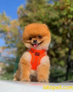 Tedy Bear Erkek Pomeranian Booo 1