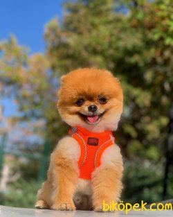 Tedy Bear Erkek Pomeranian Booo 2