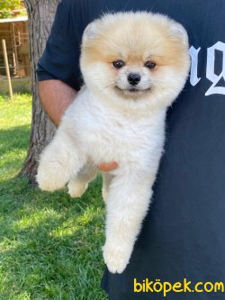 TEDY BEAR FACE POMERANİAN BOO 1