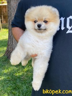 TEDY BEAR FACE POMERANİAN BOO 2