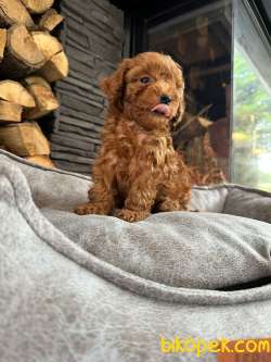 Tedy Bear Mini POODLE YAVRULARI ÇİFTLİKTEN 3