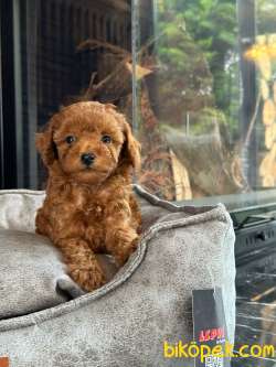 Tedy Bear Mini POODLE YAVRULARI ÇİFTLİKTEN 2