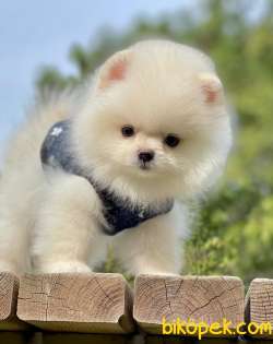 Tedy Bear Pomeranian Boo Yavrular 1