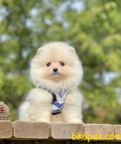 Tedy Bear Pomeranian Boo Yavrular 5