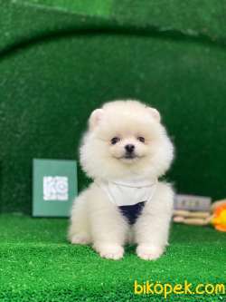 Tedy Bear Pomeranian Boo Yavrular 4 4