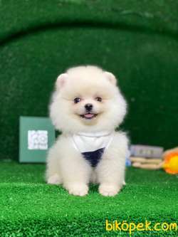 Tedy Bear Pomeranian Boo Yavrular 4