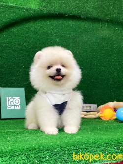 Tedy Bear Pomeranian Boo Yavrular 1