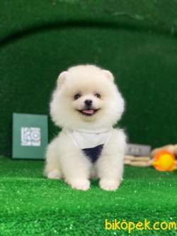 Tedy Bear Pomeranian Boo Yavrular 3