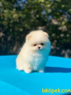 Tedy Bear Pomeranian Boo Yavrular 3