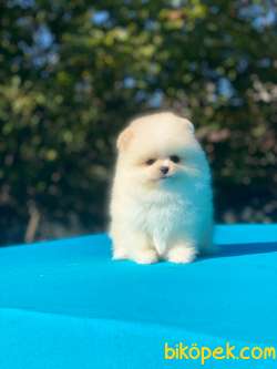 Tedy Bear Pomeranian Boo Yavrular 4