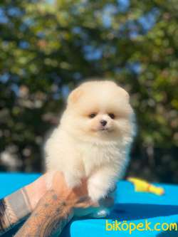 Tedy Bear Pomeranian Boo Yavrular 5