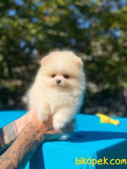 Tedy Bear Pomeranian Boo Yavrular 2