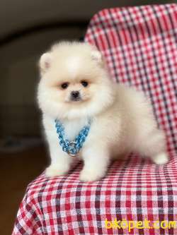 Tedy Bear Pomeranian Boo Yavrularımız 2