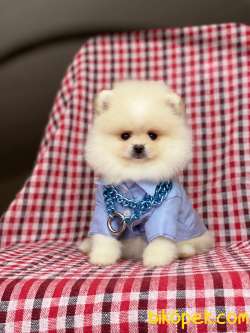 Tedy Bear Pomeranian Boo Yavrularımız 3
