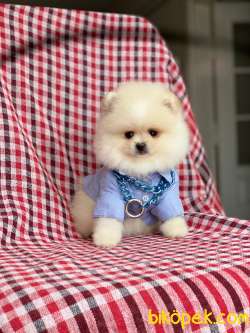 Tedy Bear Pomeranian Boo Yavrularımız 1