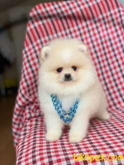 Tedy Bear Pomeranian Boo Yavrularımız 4