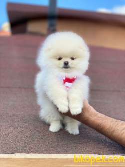 Tedy Bear Pomeranian Yavrumuz Roxy 1