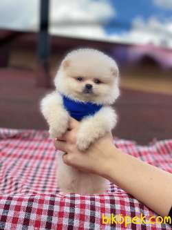 Tedy Bear Pomeranian Yavrumuz Roxy 3