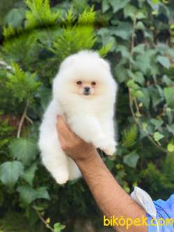 Tedy Bear Pomeranian Yavrumuz Roxy 2