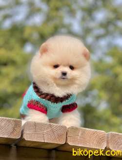 Tedy Bear Pomeranian Yavrular 2