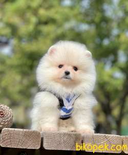 Tedy Bear Pomeranian Yavrular 5