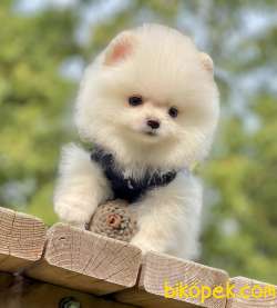 Tedy Bear Pomeranian Yavrular 1
