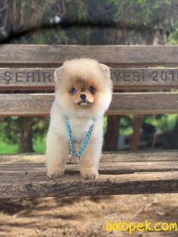 Tedy Bear Pomeranian Yavrular 4