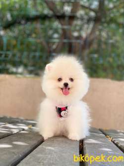 Tedy Bear Pomeranian Yavrularımız