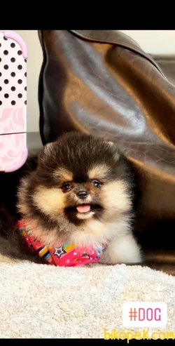 Tedy Bear Pomerian Boo 2