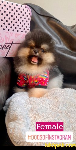 Tedy Bear Pomerian Boo 1