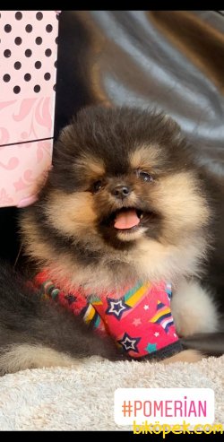 Tedy Bear Pomerian Boo 3