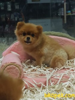Tedy Bear Pomerian Boo 4