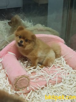 Tedy Bear Pomerian Boo 2