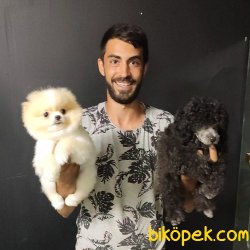 Tedy Bear Pomerian Boo 5