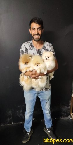 Tedy Bear Pomerian Boo 2