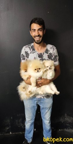 Tedy Bear Pomerian Boo 3