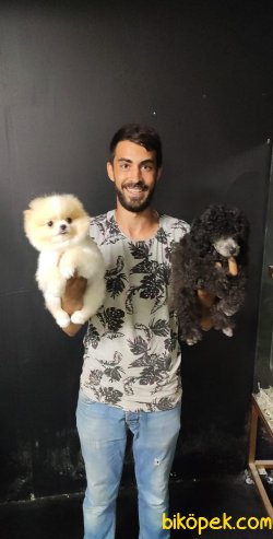 Tedy Bear Pomerian Boo 1