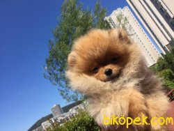 Tedy Bear Scr Li Boo 2