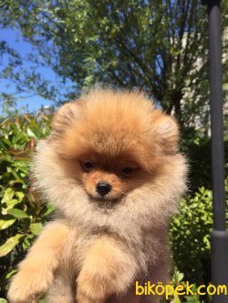 Tedy Bear Scr Li Boo 3