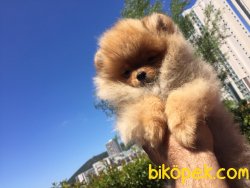 Tedy Bear Scr Li Boo 1