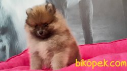 TEDY BEAR SURAT POMERANİAN YAVRULARI 3