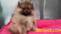 TEDY BEAR SURAT POMERANİAN YAVRULARI 2