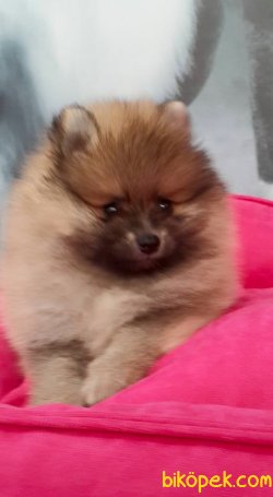 TEDY BEAR SURAT POMERANİAN YAVRULARI 4