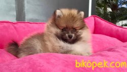 TEDY BEAR SURAT POMERANİAN YAVRULARI 5