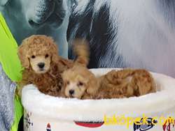 Tedy Bear  Toy Poodle Yavruları 2