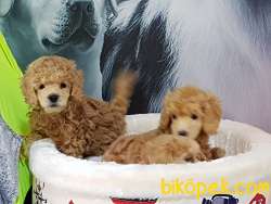 Tedy Bear  Toy Poodle Yavruları 1