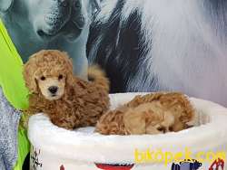 Tedy Bear  Toy Poodle Yavruları 3
