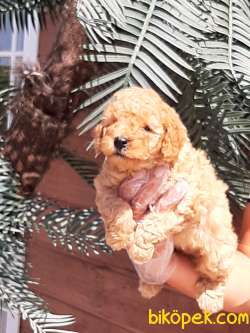 Tedy Bear TOY POODLE YAVRULARI 2