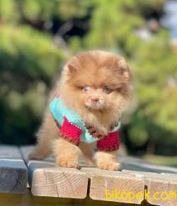 Tedy Bear Yavrular 1