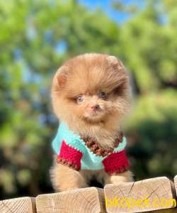 Tedy Bear Yavrular 2